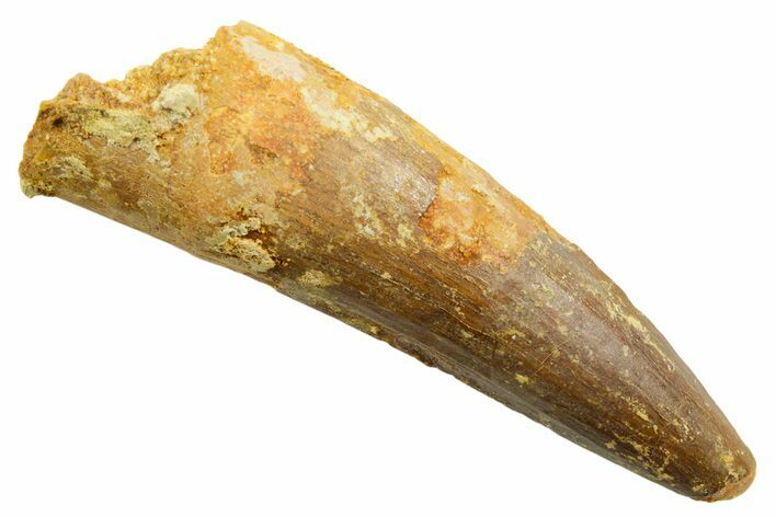 Fossil Spinosaurus Tooth - Feeding Worn Tip #362838